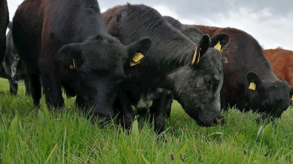 Foyle Farms Of Excellence: Benefiting From Fermenting Muck